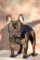 The dog is a male of the French bulldog breed of tiger color