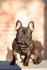 Obraz premium The dog is a male of the French bulldog breed of tiger color