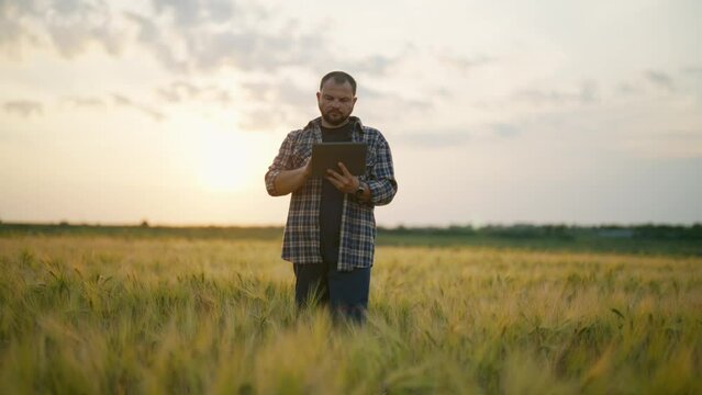Man botanist with tablet works in field. Farmer agronomist checks ripe wheat, growth, collects data. Scientist engineer conducts research of plant cultivation. Harvesting, farming, farm work concept.