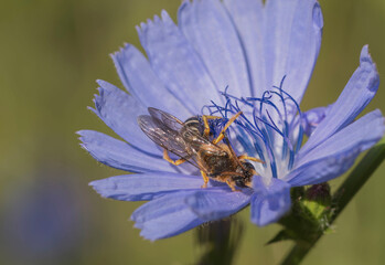 Eine Biene sucht Nektar in einer blauen Blüte © biggi62