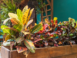 Croton plants with multi colored leaves growing in wooden box