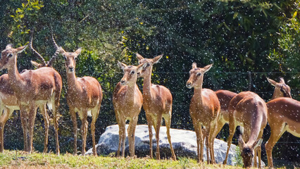 Naklejka na ściany i meble group of red deer