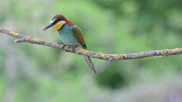 Bee eater defends its branch from others birds! (Merops apiaster)