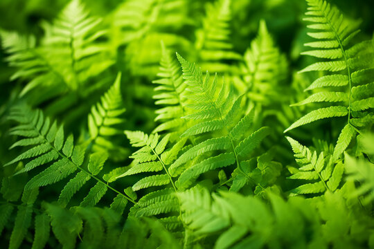 Beautiful Ferns Leaves Green Foliage Nature