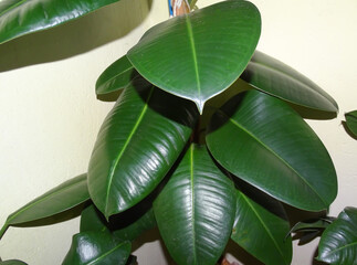 Rubberplant with a lot of leaves. Ficus elastica