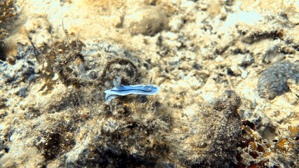 The best diving spot Sipadan Island, Sabah state in Malaysia.