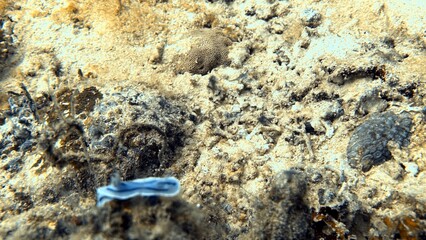 The best diving spot Sipadan Island, Sabah state in Malaysia.