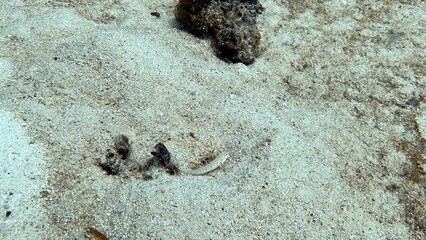 The best diving spot Sipadan Island, Sabah state in Malaysia.