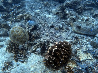 The best diving spot Sipadan Island, Sabah state in Malaysia.