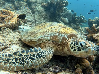 The best diving spot Sipadan Island, Sabah state in Malaysia.