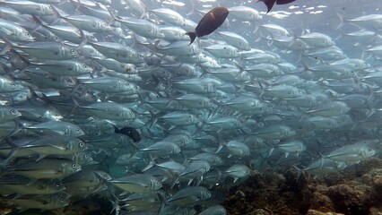 The best diving spot Sipadan Island, Sabah state in Malaysia.