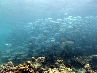 The best diving spot Sipadan Island, Sabah state in Malaysia.
