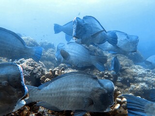 The best diving spot Sipadan Island, Sabah state in Malaysia.