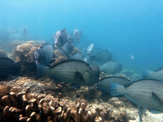 The best diving spot Sipadan Island, Sabah state in Malaysia.