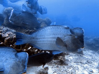 The best diving spot Sipadan Island, Sabah state in Malaysia.