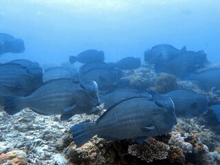 The best diving spot Sipadan Island, Sabah state in Malaysia.