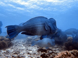 The best diving spot Sipadan Island, Sabah state in Malaysia.