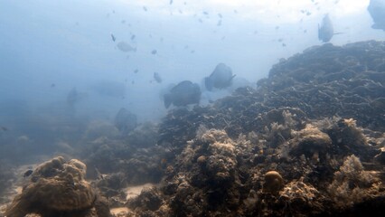 The best diving spot Sipadan Island, Sabah state in Malaysia.