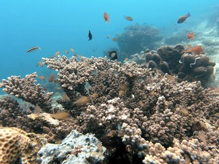 Fototapeta na wymiar The best diving spot Sipadan Island, Sabah state in Malaysia.