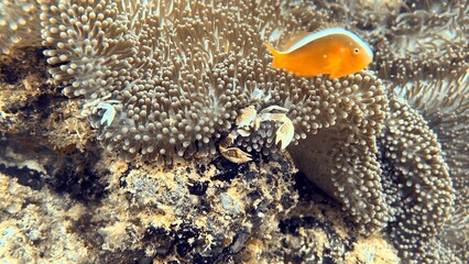 The best diving spot Sipadan Island, Sabah state in Malaysia.