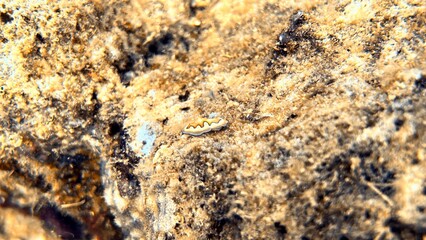 The best diving spot Sipadan Island, Sabah state in Malaysia.