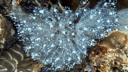 The best diving spot Sipadan Island, Sabah state in Malaysia.