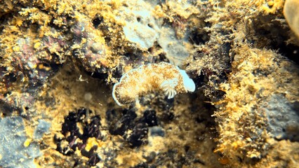 The best diving spot Sipadan Island, Sabah state in Malaysia.