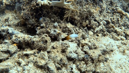 The best diving spot Sipadan Island, Sabah state in Malaysia.