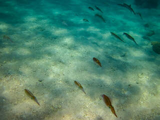 Fototapeta na wymiar Squid in the Red Sea on the coast of Egypt