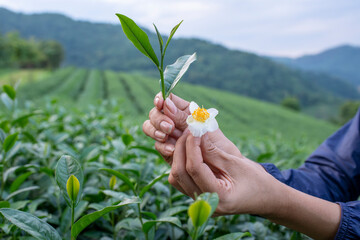 Tea garden farmers or worker wearing dresser work picking green tea leaves at tea plantation with mountain is green tea organic ิbackground business concept.	