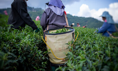 Tea garden farmers or worker wearing dresser work picking green tea leaves at tea plantation with mountain is green tea organic ิbackground business concept.	