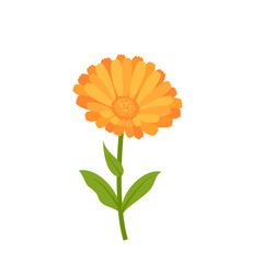 Calendula plant isolated on white background. Vector cartoon flat illustration of marigold flower. Floral simple icon.