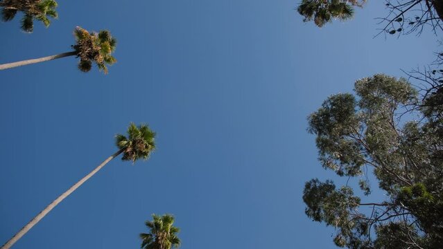 Wide view of Palms in Los Angeles street, California, USA. Summertime Atmosphere of Beverly Hills in Hollywood. 