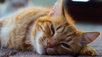 Portrait d'un adorable chat, sur une terrasse