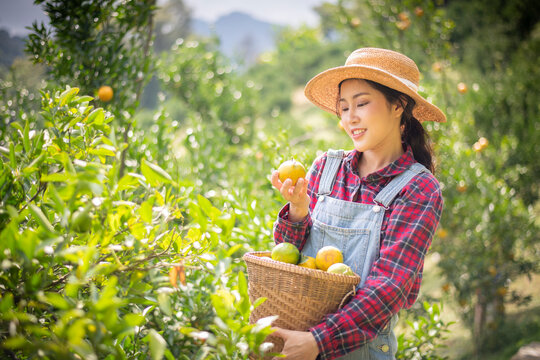 Happy woman farmer smiling in the garden with basket organic orange tree plant garden and harvesting ripe orange crop.this is agriculture smart harvesting and plantation concept