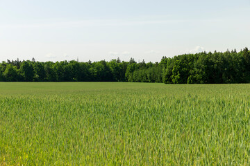 cereal growing business in eastern europe