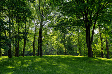 Fototapeta na wymiar deciduous trees with green foliage in spring, green foliage