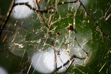 Chaos of white threads of cobwebs on tree branches in the forest