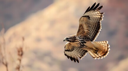 Fototapeta premium Powerful hawk in flight, wings elegantly spread against a soft background.
