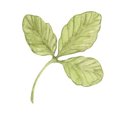 Watercolor drawing of strawberry leaves hand drawn. Botanical illustration. Part of a plant.