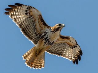 Powerful hawk in flight, wings elegantly spread against a soft background.