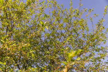 green cherry foliage in close-up against a blue sky