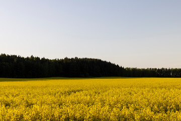 beautiful flowering field with yellow rapeseed flowers - obrazy, fototapety, plakaty