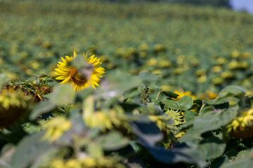 fading sunflowers in the summer, blooming sunflowers
