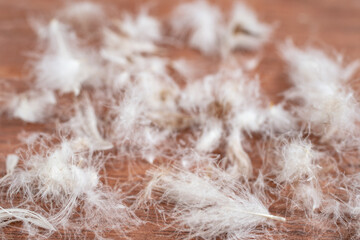 Baby goose feathers on brown wood background, abstract texture close up