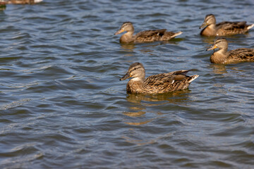 large number of ducks are fed on the lake