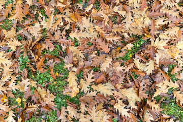 oak in autumn in cloudy weather