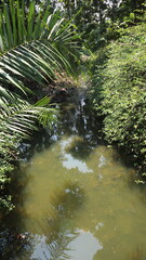 Oil palm trees are irrigated with lots of water.
