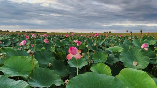 Summer pond with lotuses in Astrakhan. Natural leaf flowers. Blooming pink lotuses on the pond. Flower petals. Flower baskets. Each petal consists of five stamens and five pistils. 4K