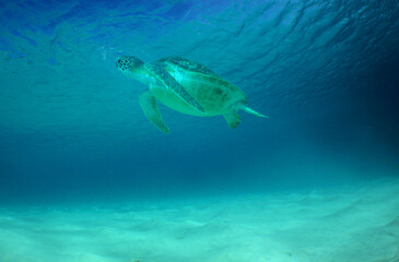 Obraz na płótnie Canvas a green turtle swimming in the crystal clear waters of the Caribbean Sea
